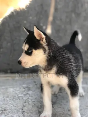 Photo - 1-3 months Male Purebred Siberian Husky