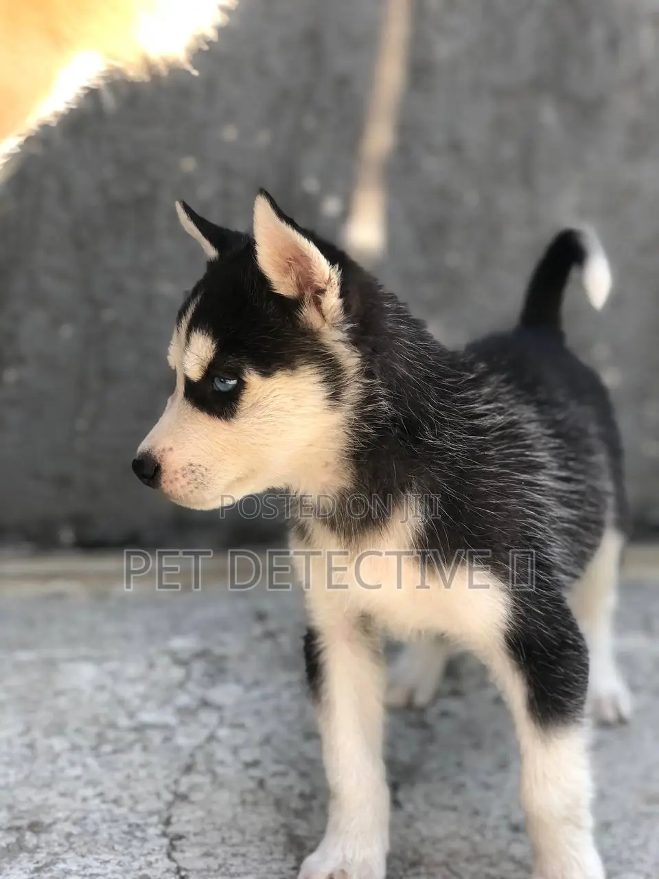 1-3 months Male Purebred Siberian Husky