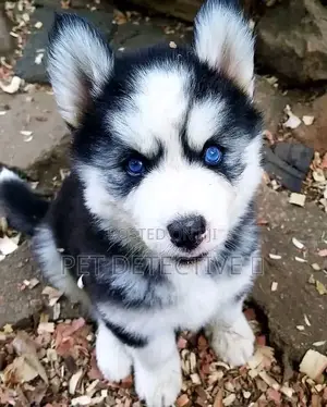 Photo - 1-3 months Male Purebred Siberian Husky