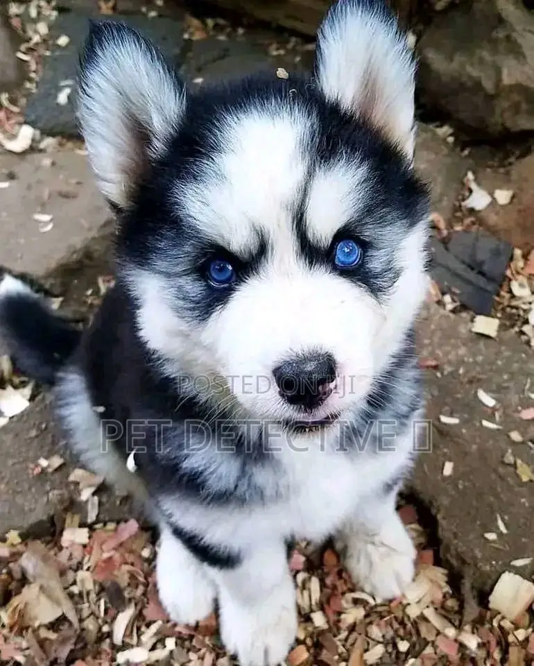 1-3 months Male Purebred Siberian Husky