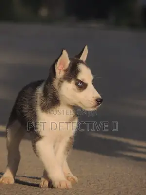 Photo - 1-3 months Male Purebred Siberian Husky