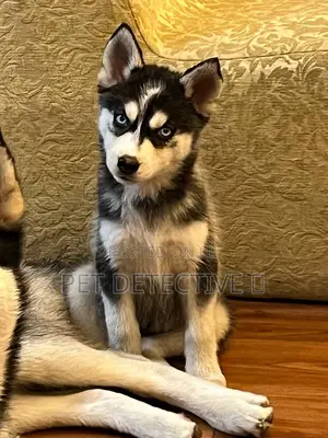 Photo - 1-3 months Male Purebred Siberian Husky