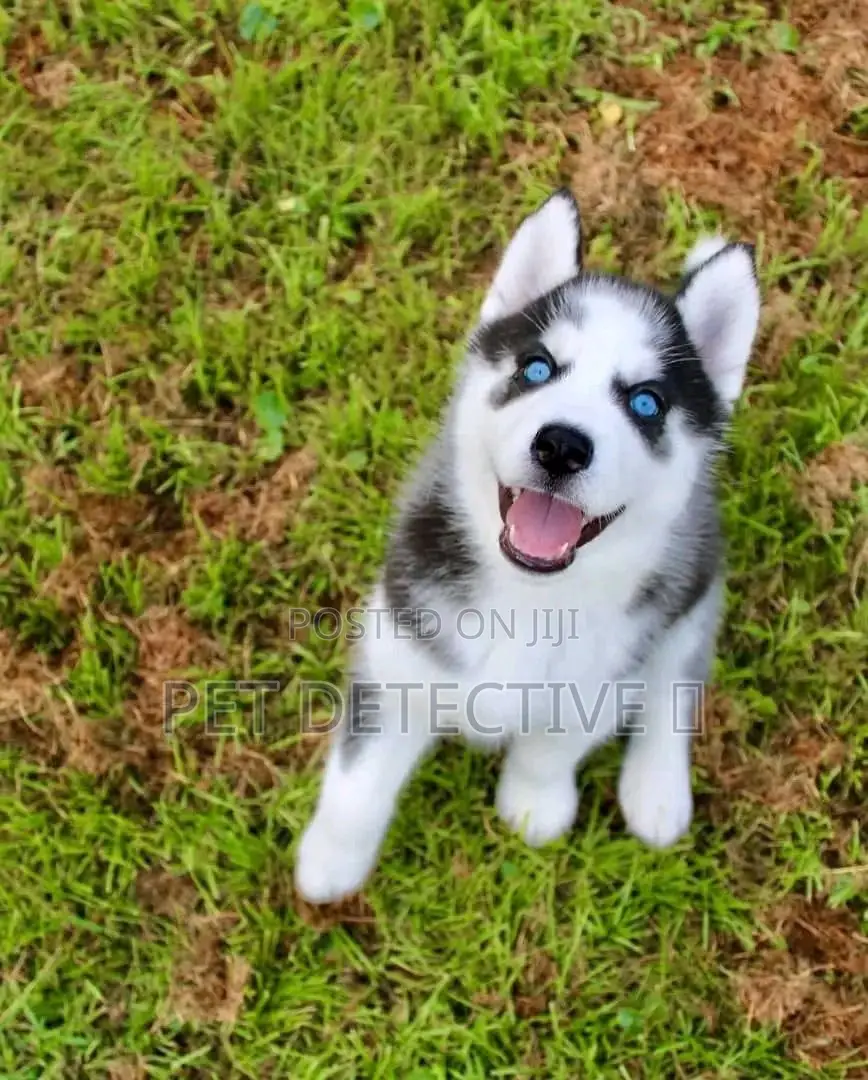 1-3 months Male Purebred Siberian Husky