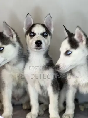 Photo - 1-3 months Male Purebred Siberian Husky