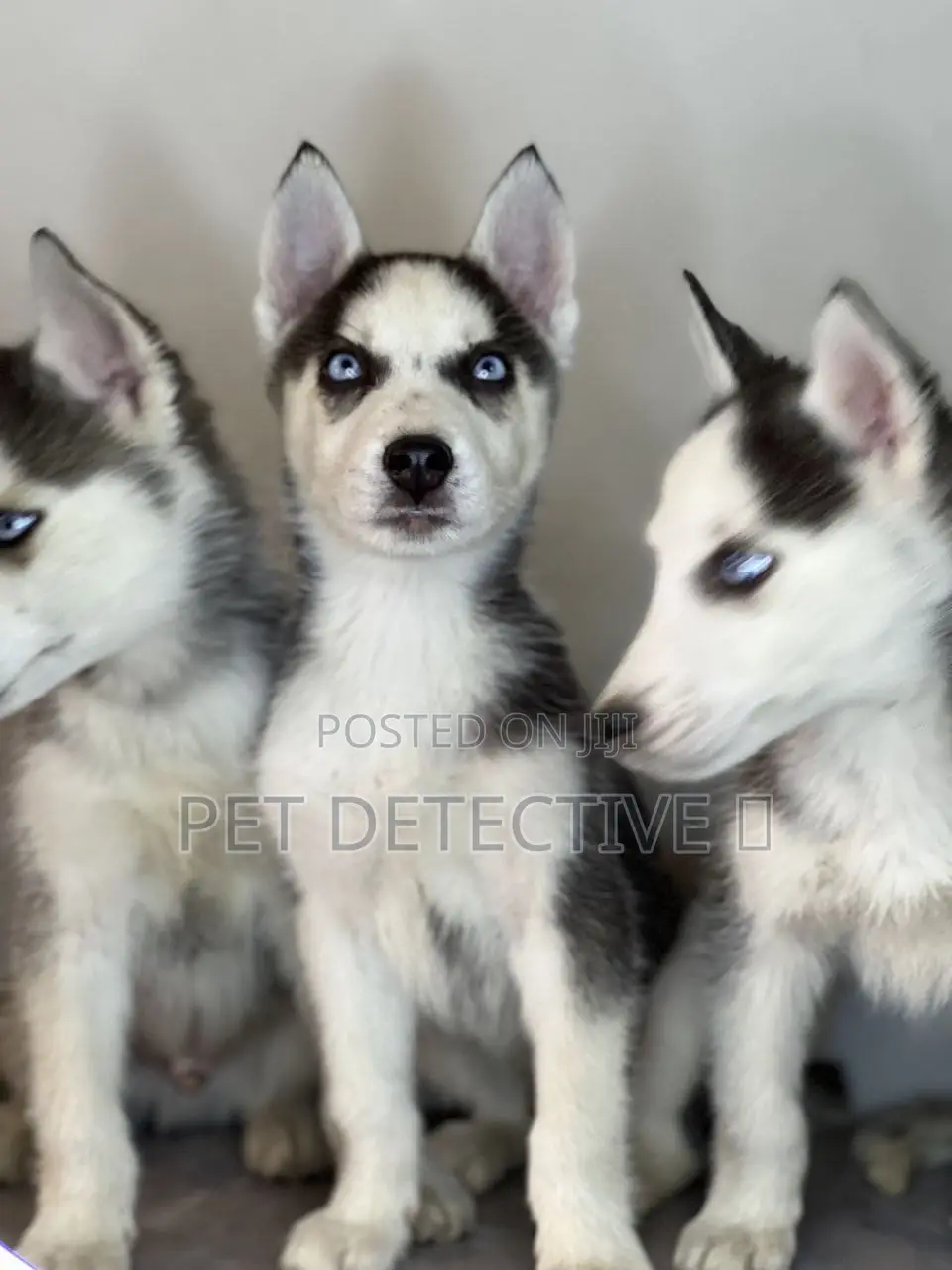 1-3 months Male Purebred Siberian Husky