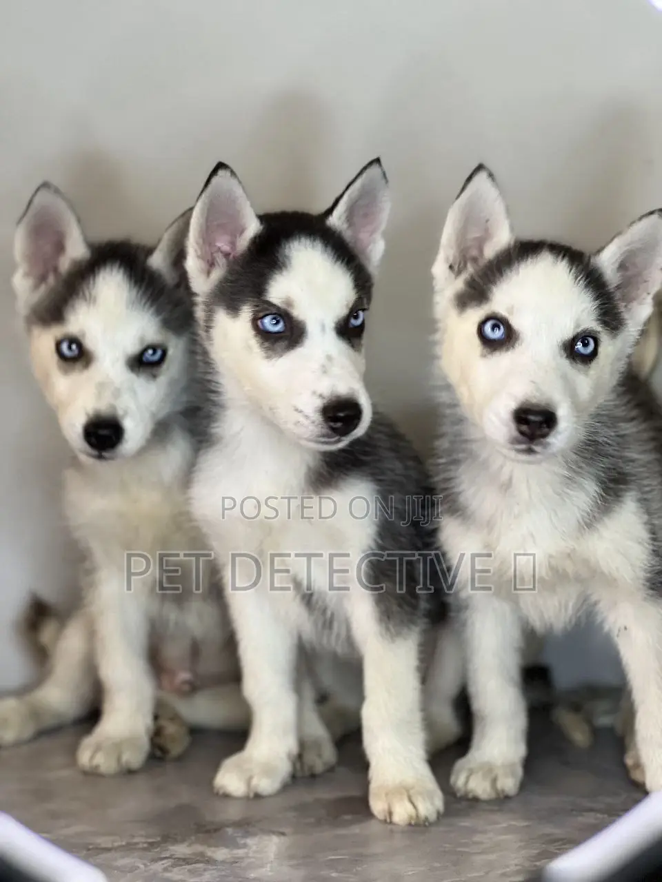 1-3 months Male Purebred Siberian Husky