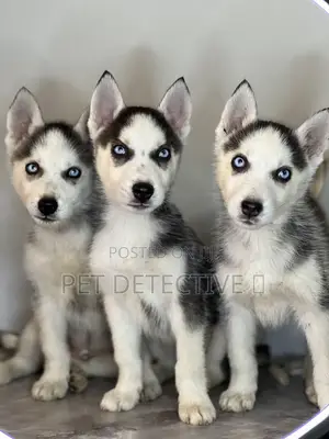 Photo - 1-3 months Male Purebred Siberian Husky