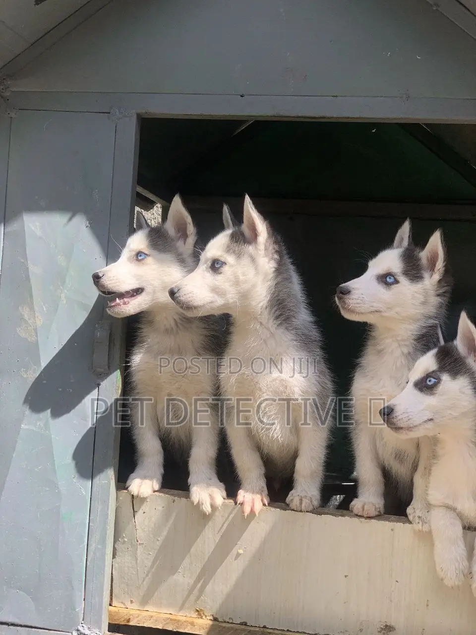 1-3 months Male Purebred Siberian Husky