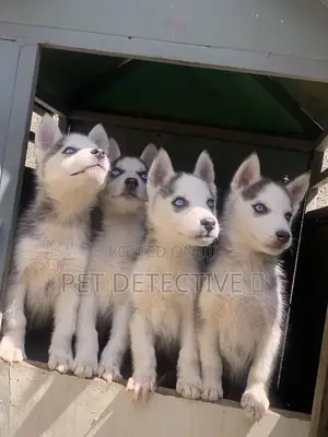 Photo - 1-3 months Male Purebred Siberian Husky