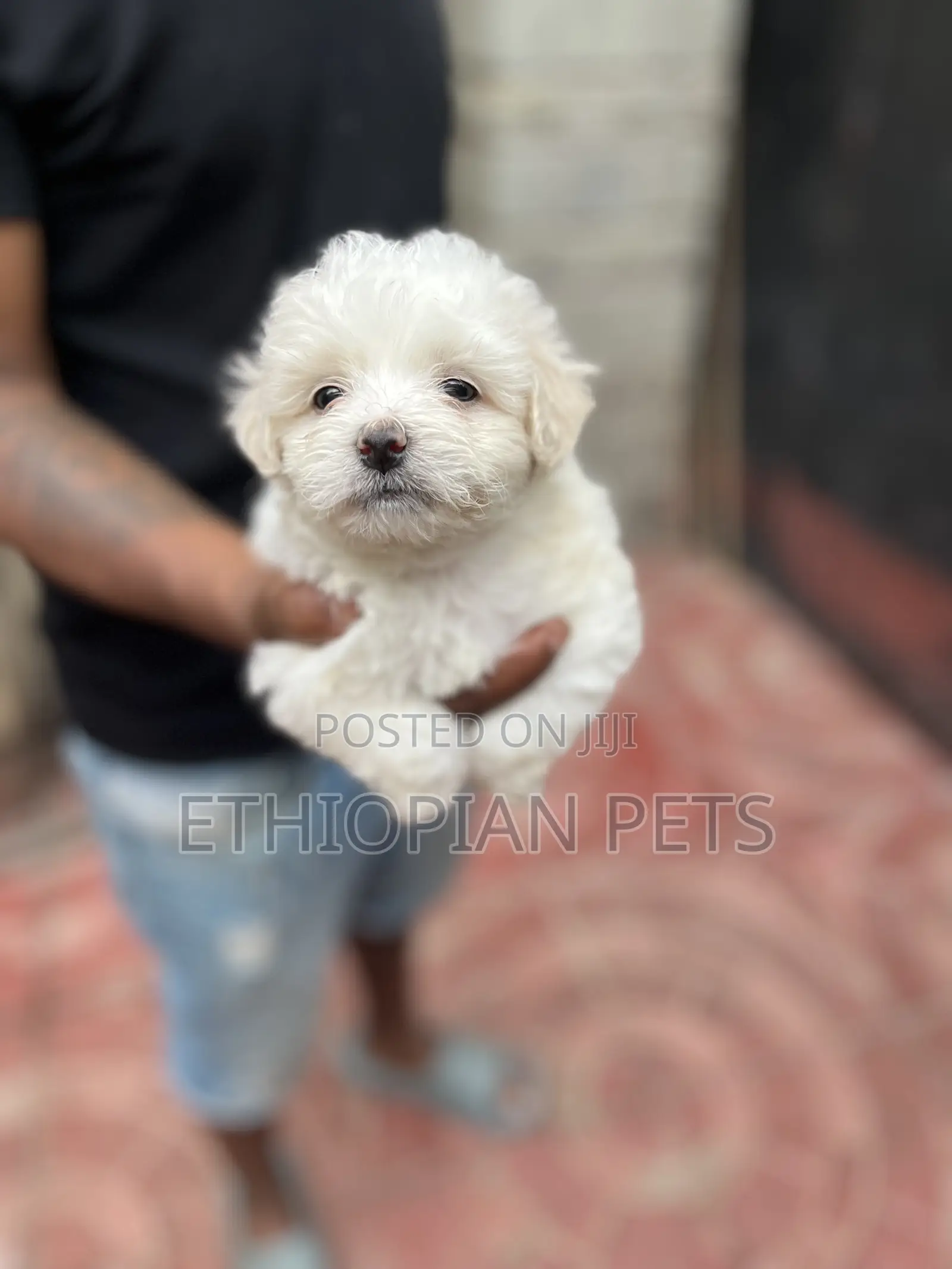 1-3 months Male Purebred Maltese