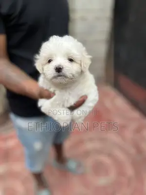 Photo - 1-3 months Male Purebred Maltese