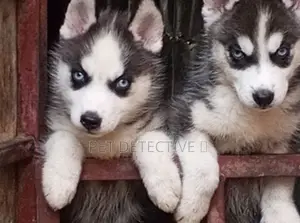 Photo - 1-3 months Male Purebred Siberian Husky