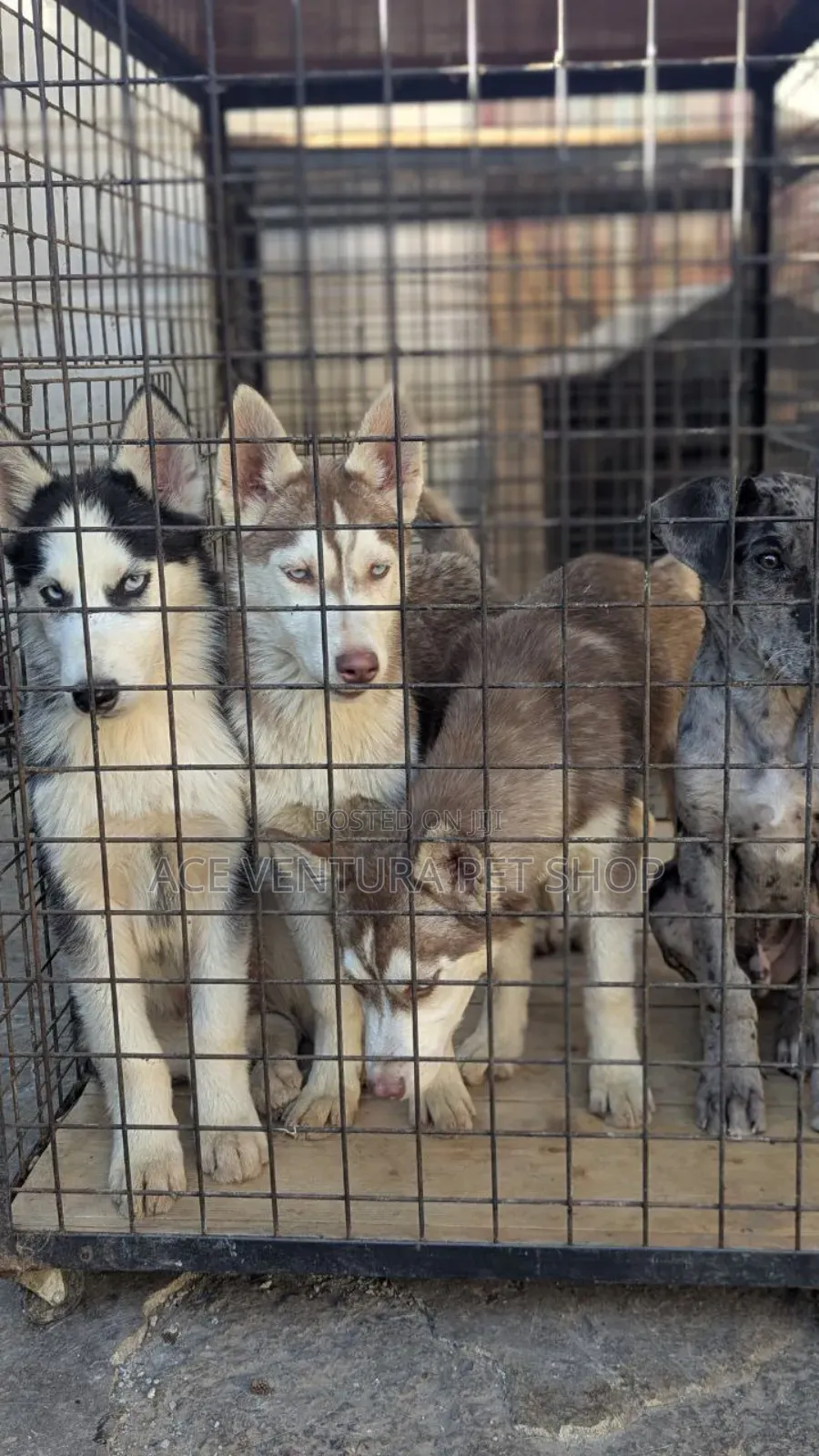 3-6 months Male Purebred Siberian Husky