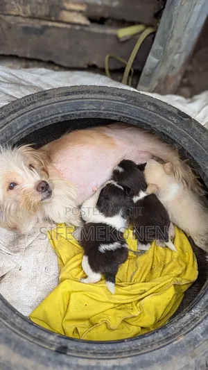 1-3 months Male Purebred Maltese
