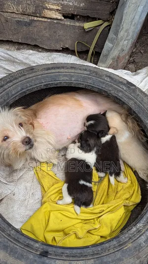 1-3 months Male Purebred Maltese