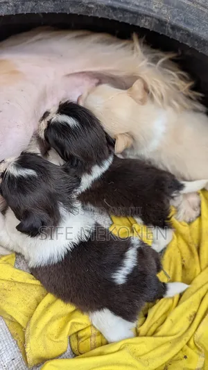 Photo - 1-3 months Male Purebred Maltese