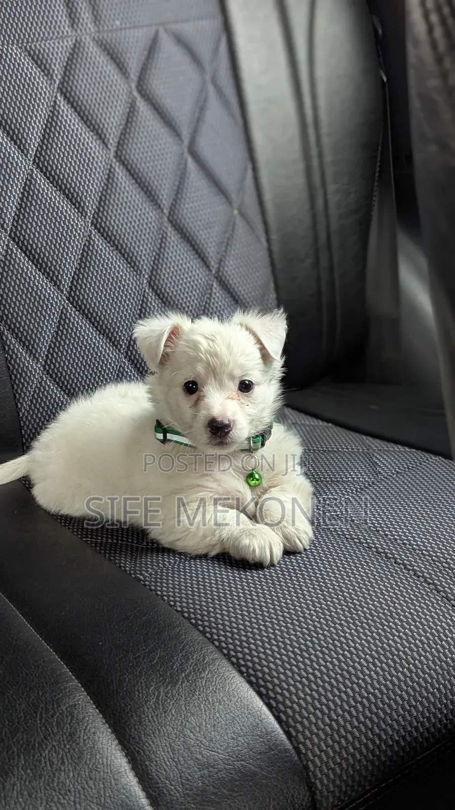 1-3 months Male Purebred Maltese