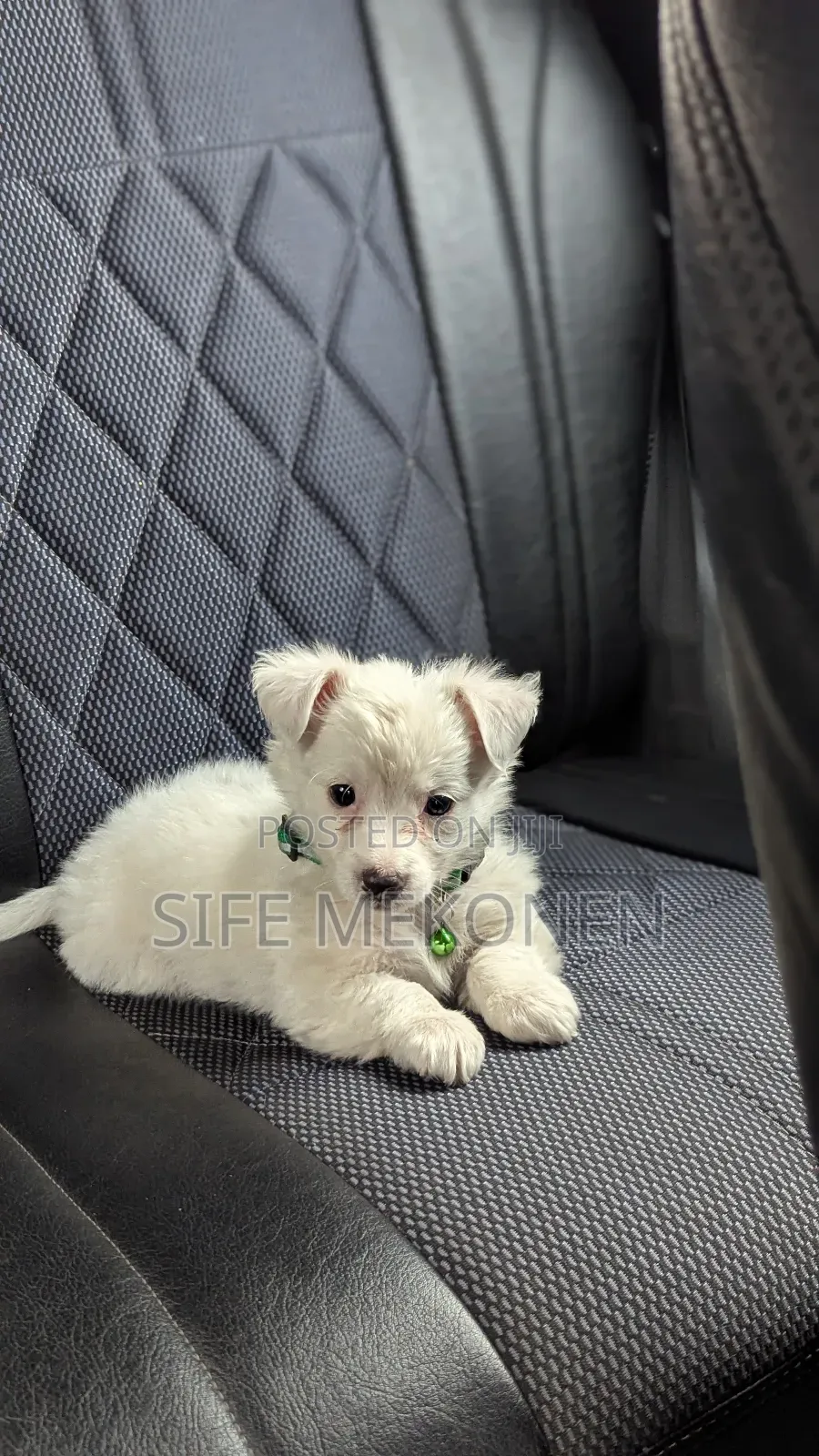 1-3 months Male Purebred Maltese
