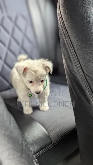 1-3 months Male Purebred Maltese