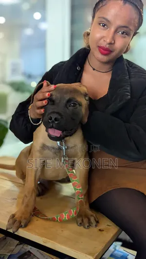 1-3 months Male Purebred Bullmastiff
