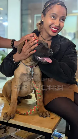 Photo - 1-3 months Male Purebred Bullmastiff