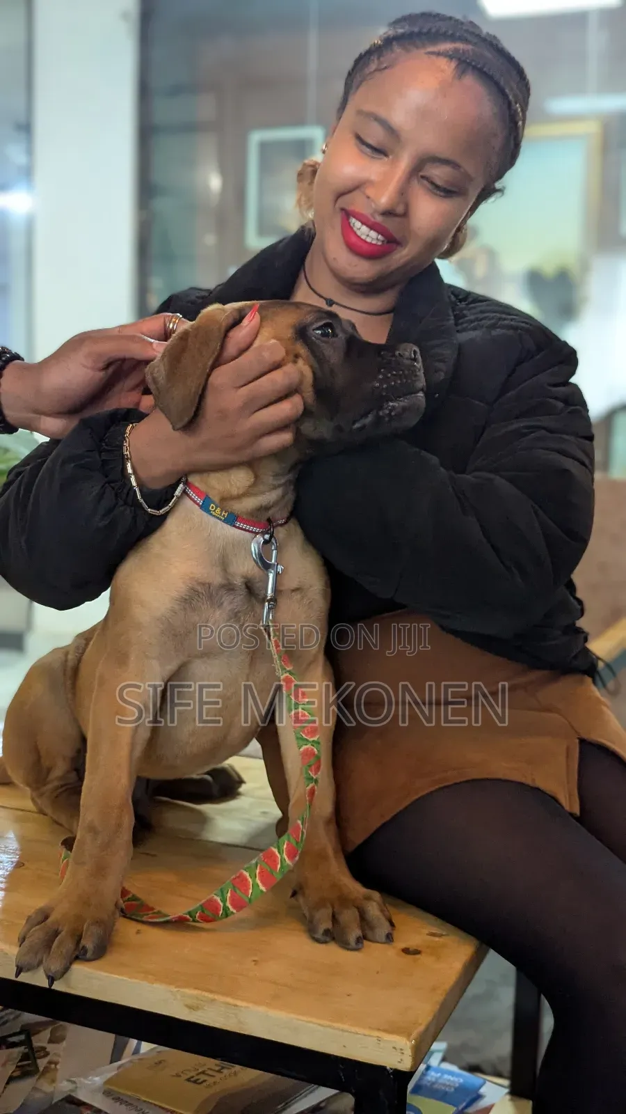 1-3 months Male Purebred Bullmastiff