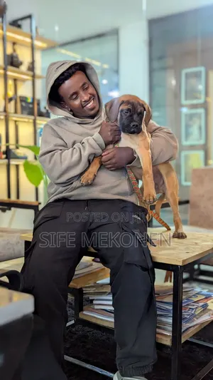 Photo - 1-3 months Male Purebred Bullmastiff