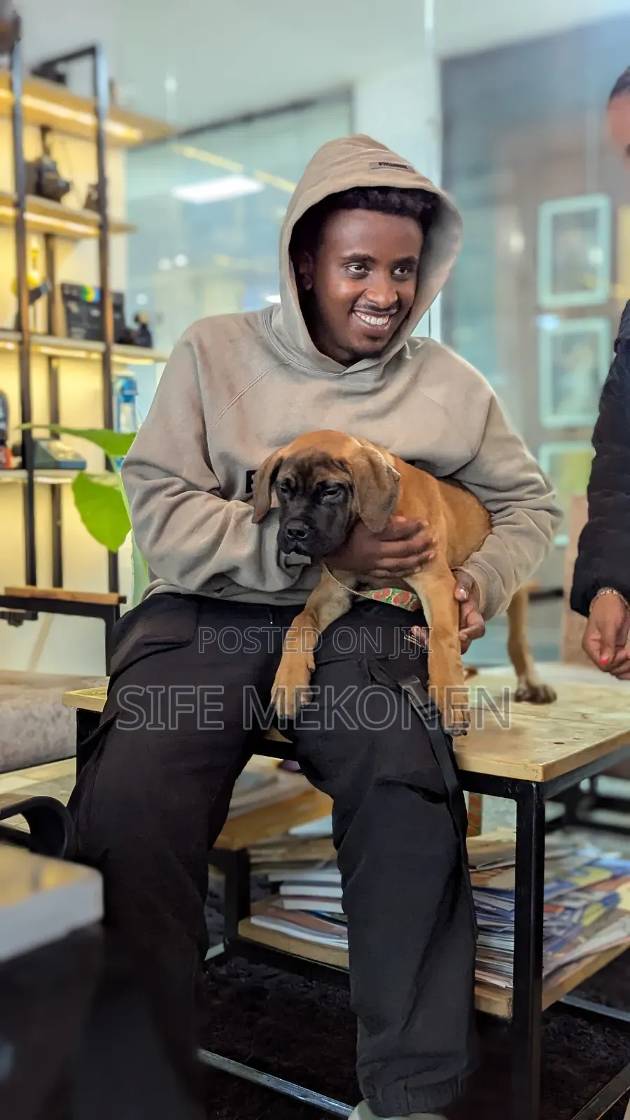 1-3 months Male Purebred Bullmastiff