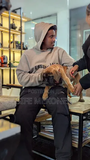 1-3 months Male Purebred Bullmastiff