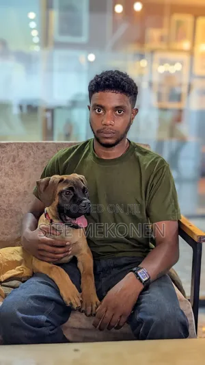 1-3 months Male Purebred Bullmastiff