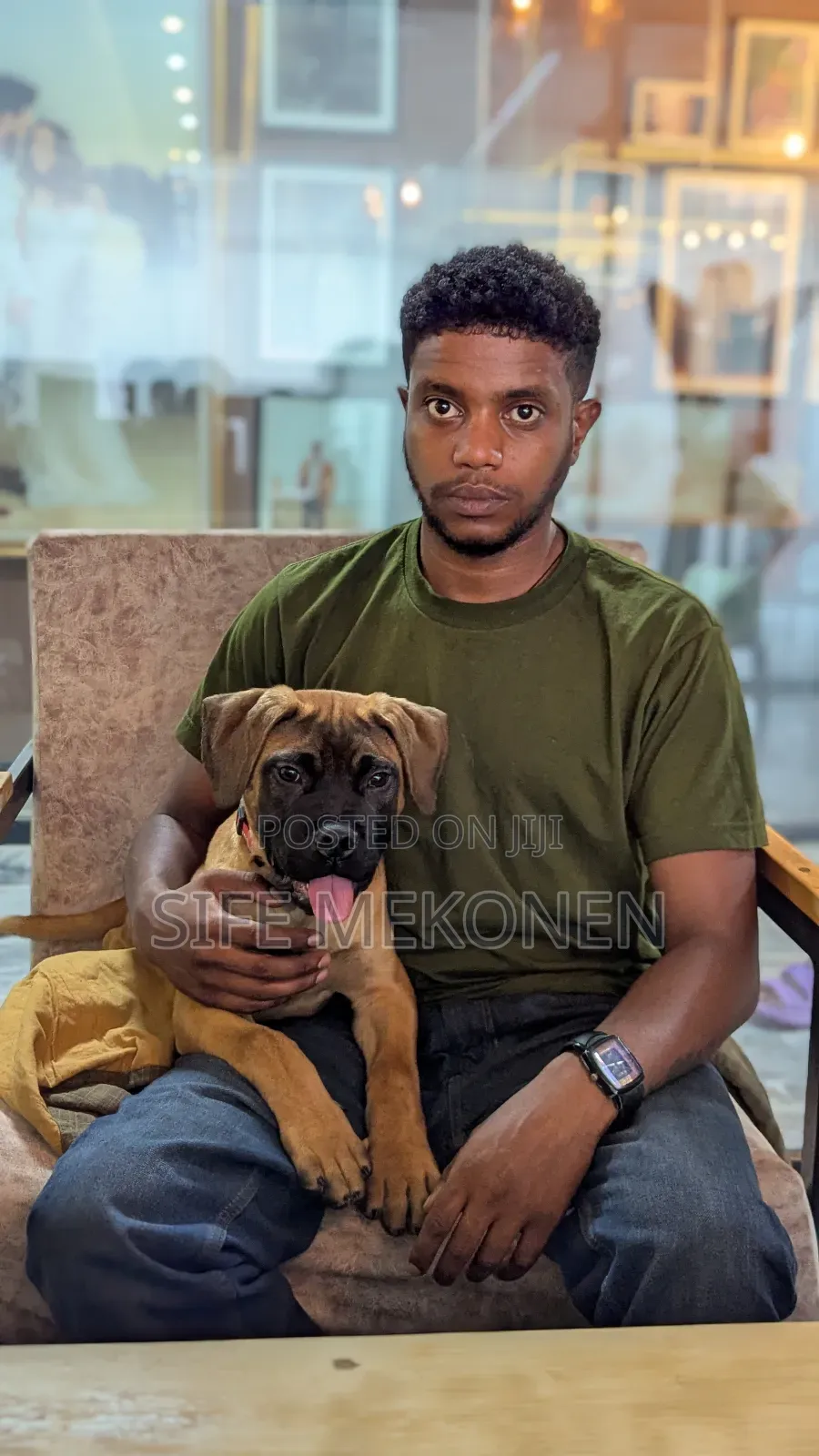 1-3 months Male Purebred Bullmastiff