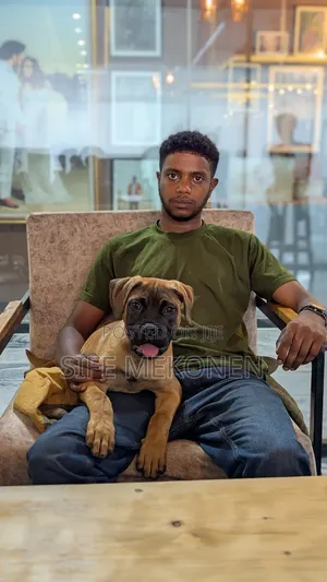 Photo - 1-3 months Male Purebred Bullmastiff