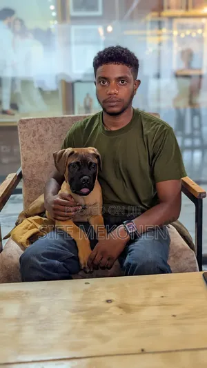 1-3 months Male Purebred Bullmastiff