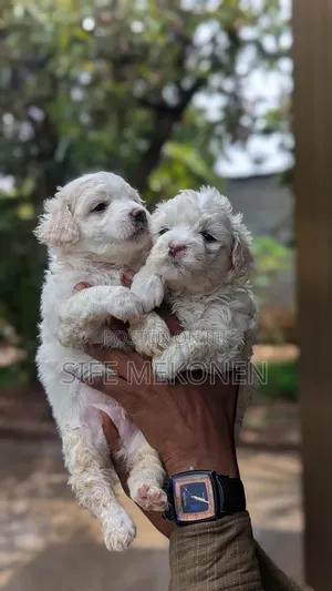 1-3 months Male Purebred Maltese