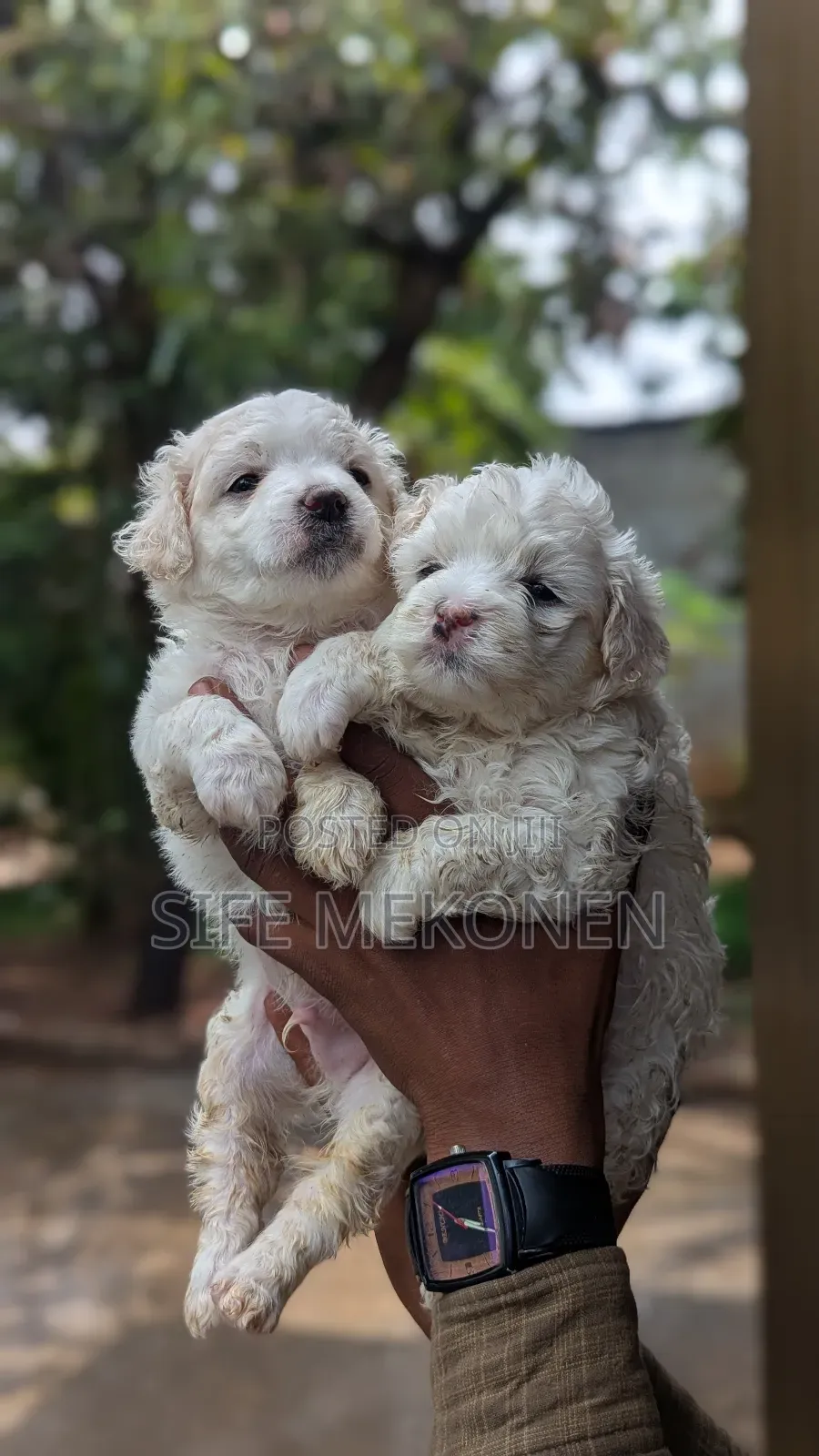 1-3 months Male Purebred Maltese