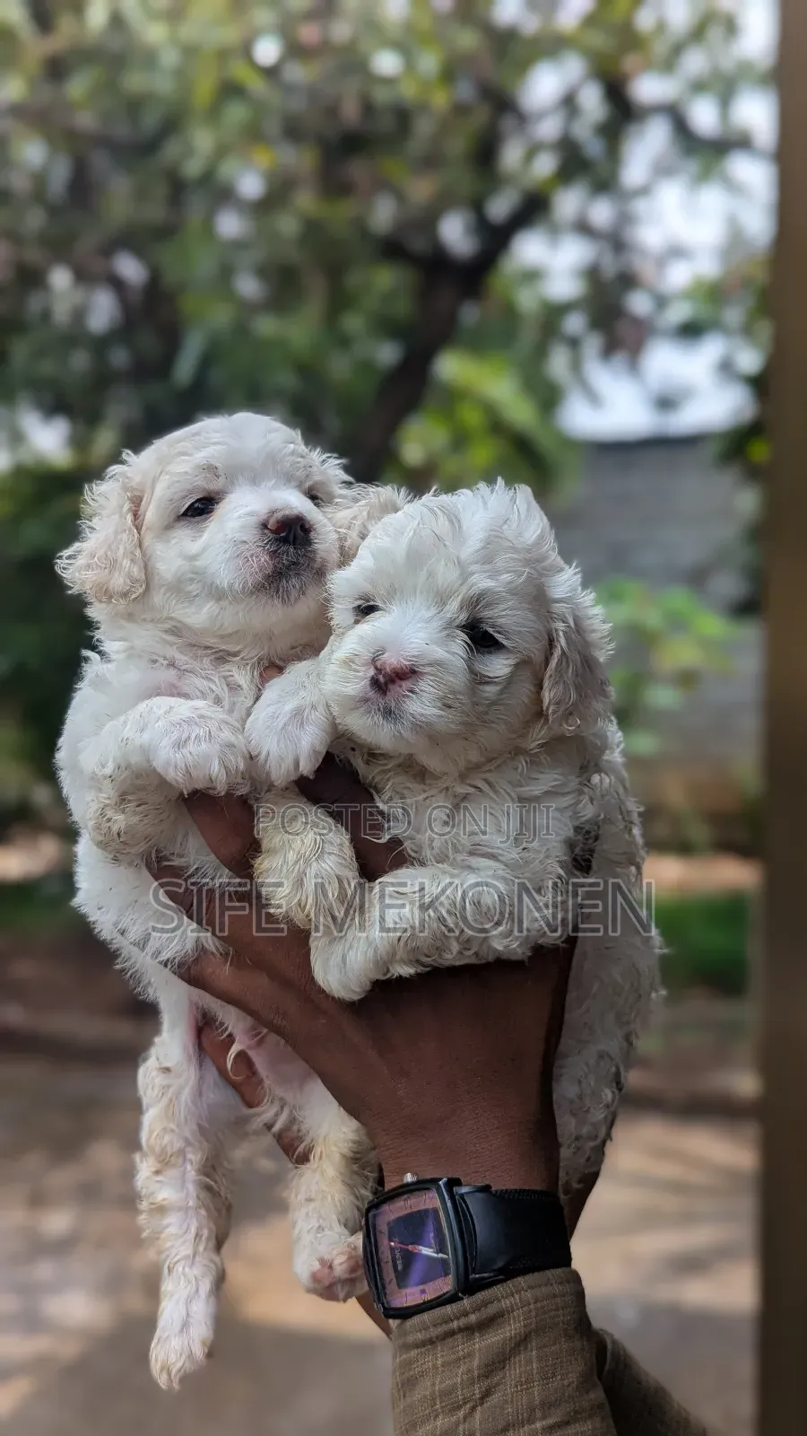 1-3 months Male Purebred Maltese