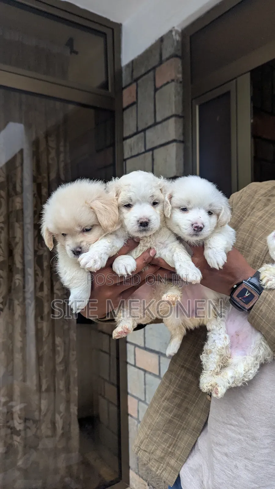 1-3 months Male Purebred Maltese