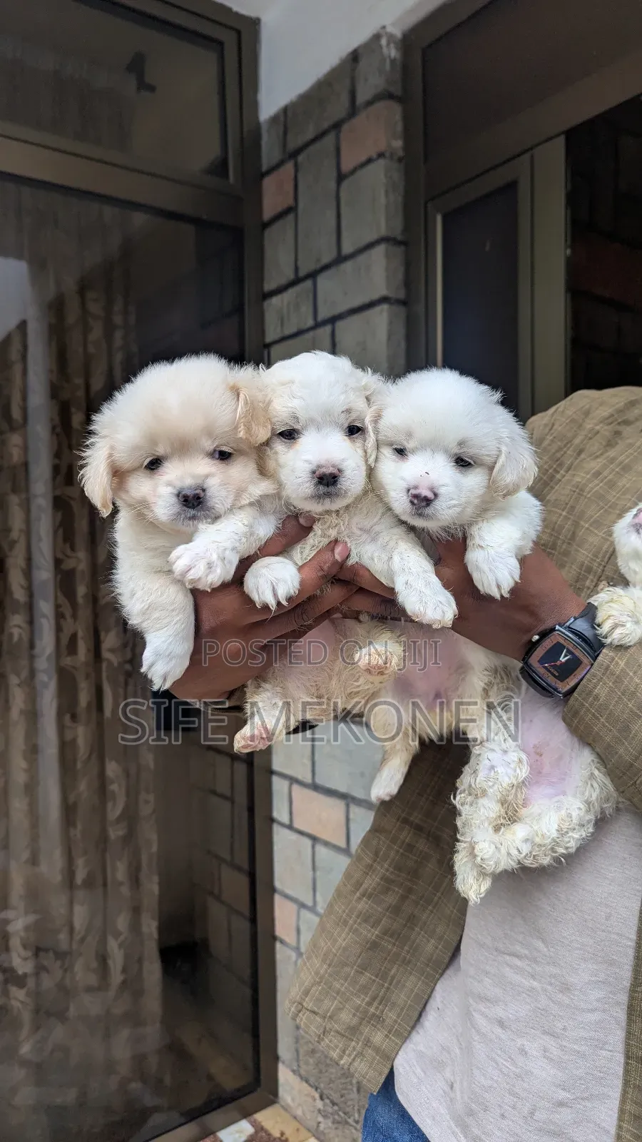 1-3 months Male Purebred Maltese