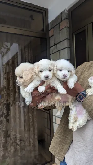 1-3 months Male Purebred Maltese