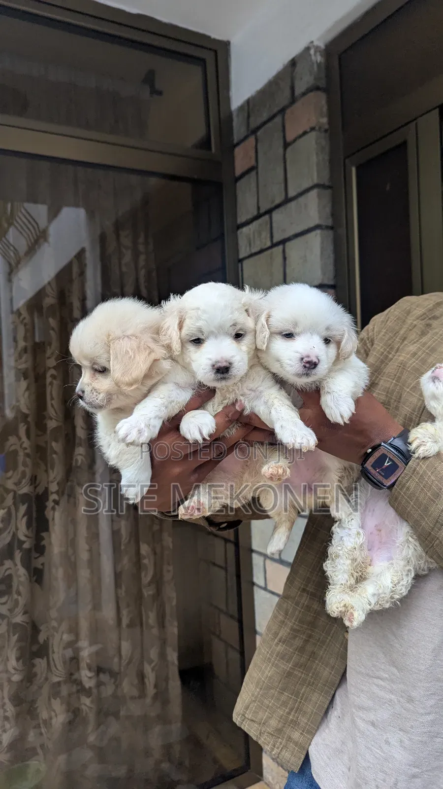 1-3 months Male Purebred Maltese