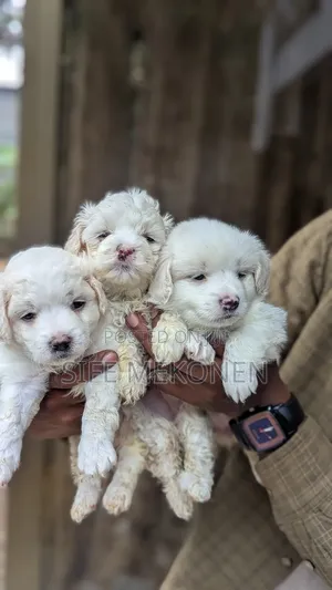 1-3 months Male Purebred Maltese