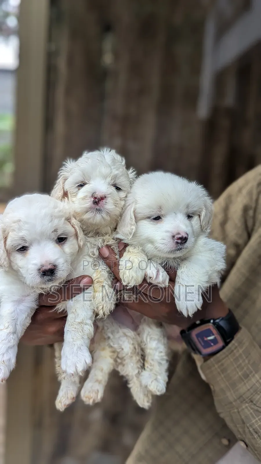 1-3 months Male Purebred Maltese