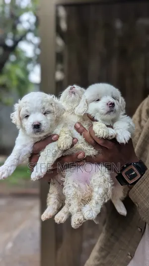 1-3 months Male Purebred Maltese