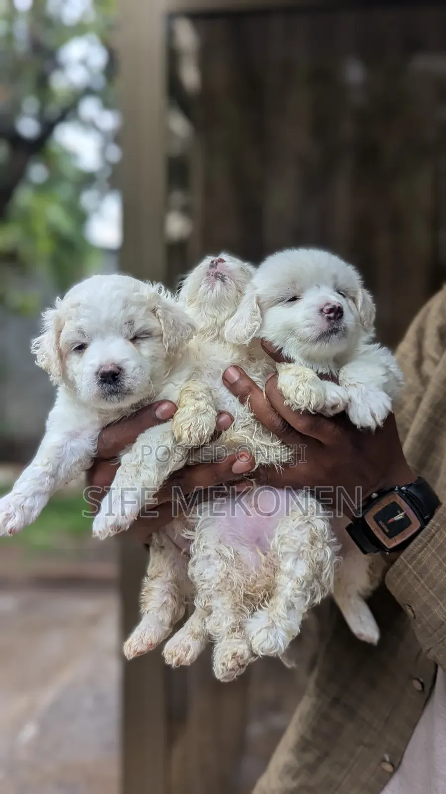 1-3 months Male Purebred Maltese