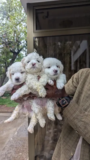 Photo - 1-3 months Male Purebred Maltese