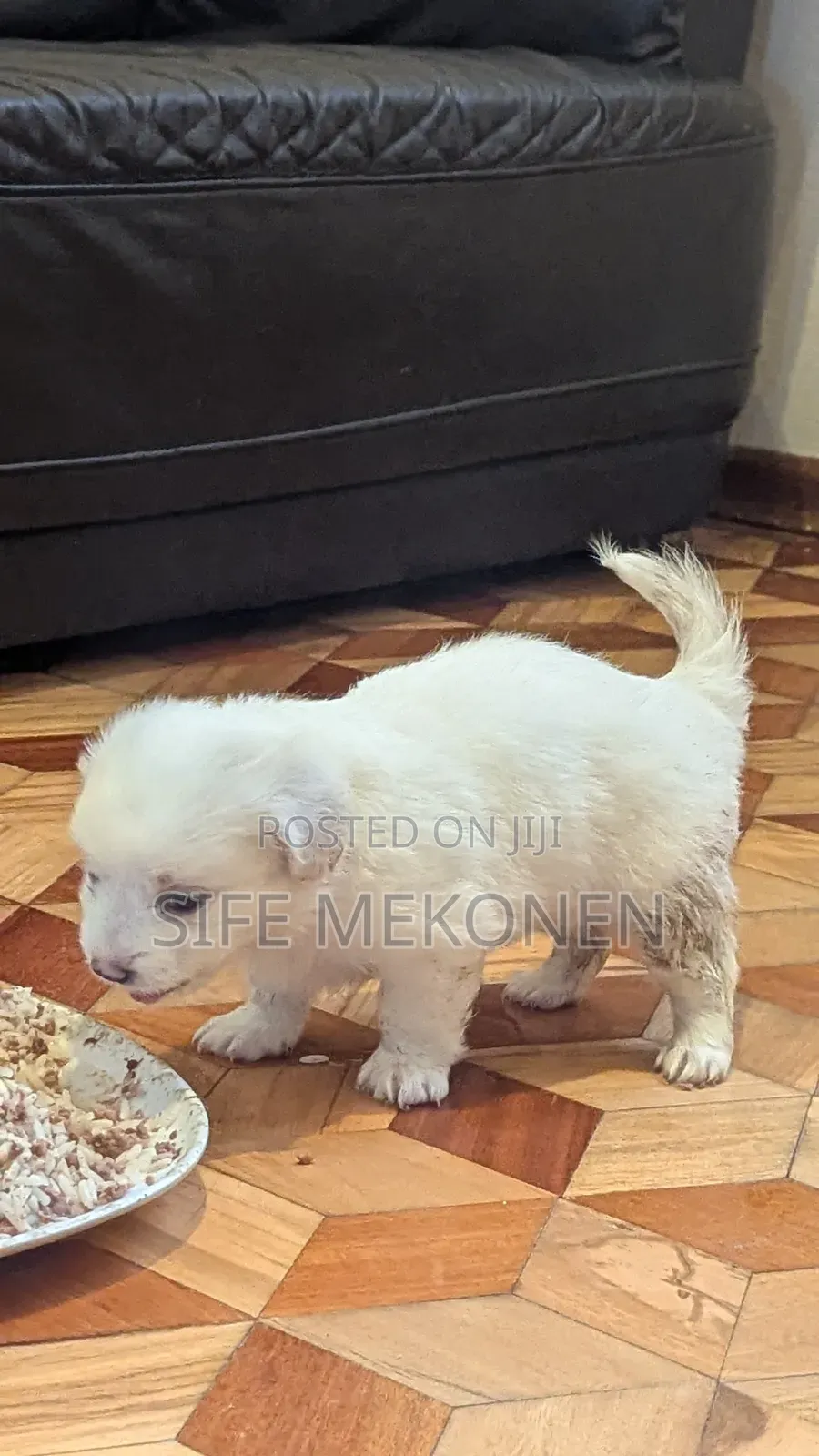 1-3 months Male Purebred Maltese