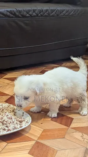 1-3 months Male Purebred Maltese