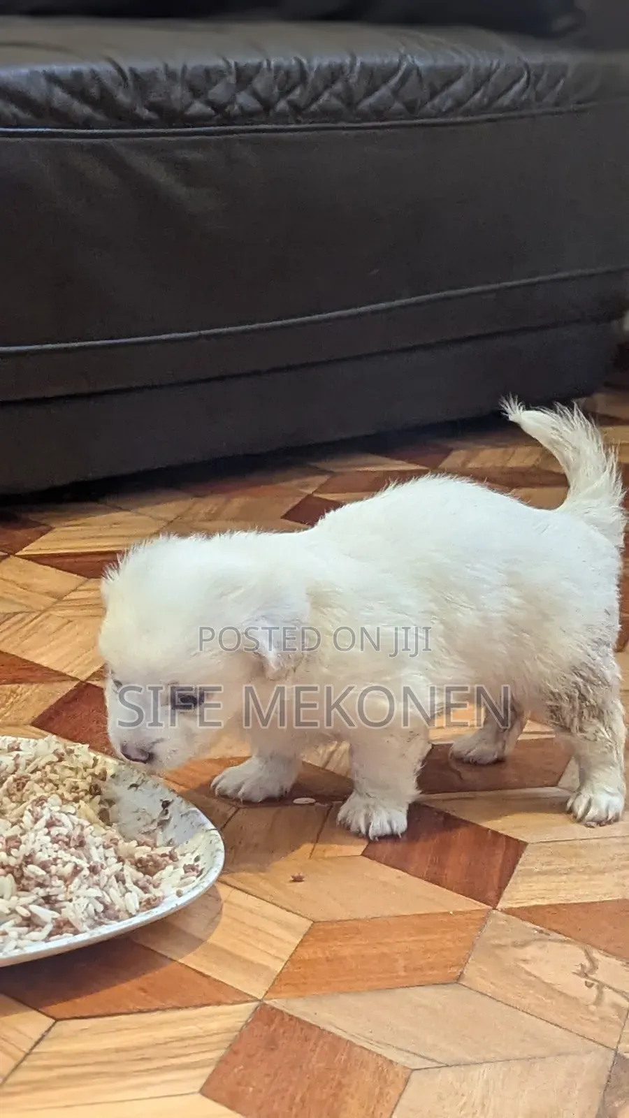 1-3 months Male Purebred Maltese