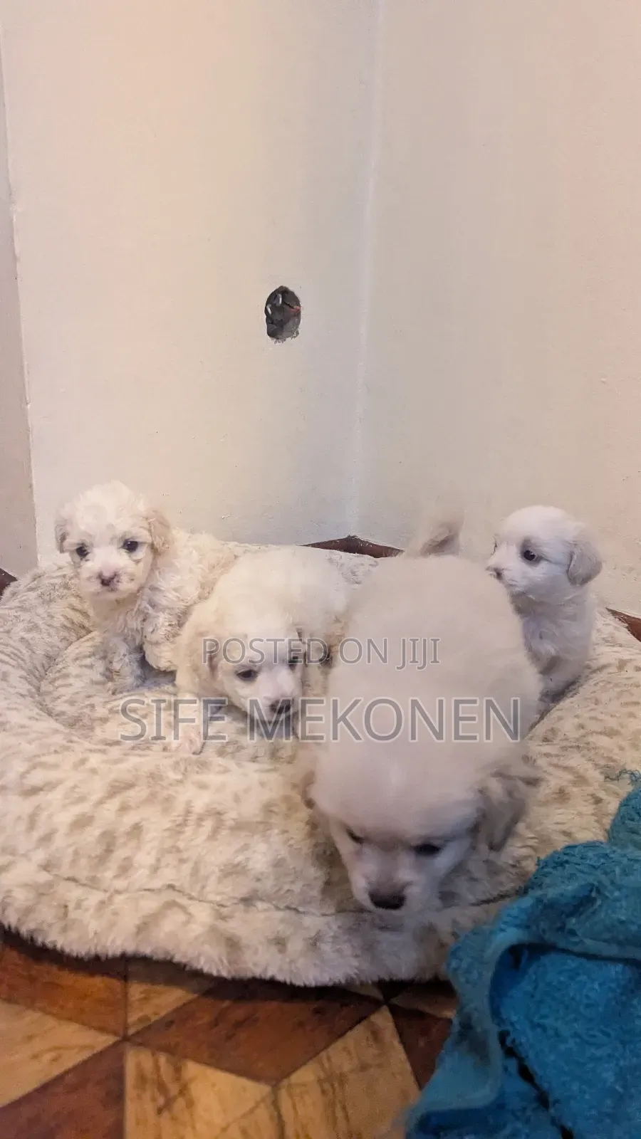 1-3 months Male Purebred Maltese