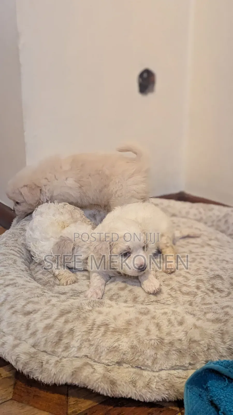 1-3 months Male Purebred Maltese